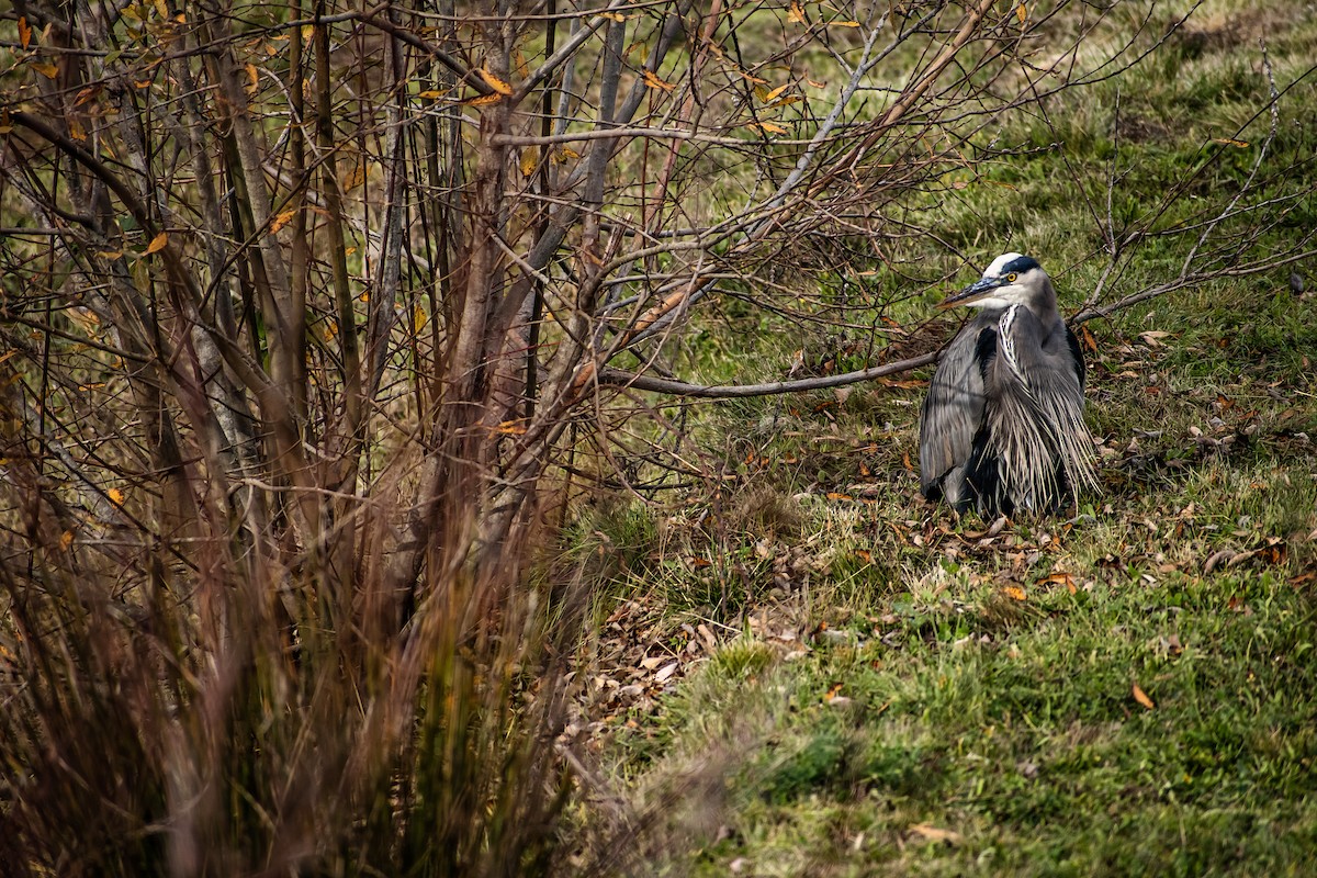 Great Blue Heron - ML645738286