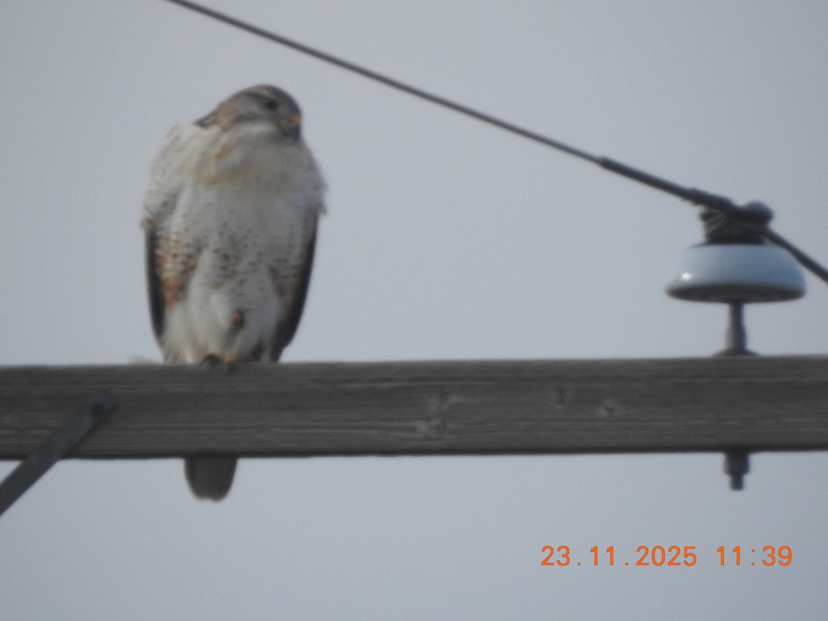 Ferruginous Hawk - ML645738294