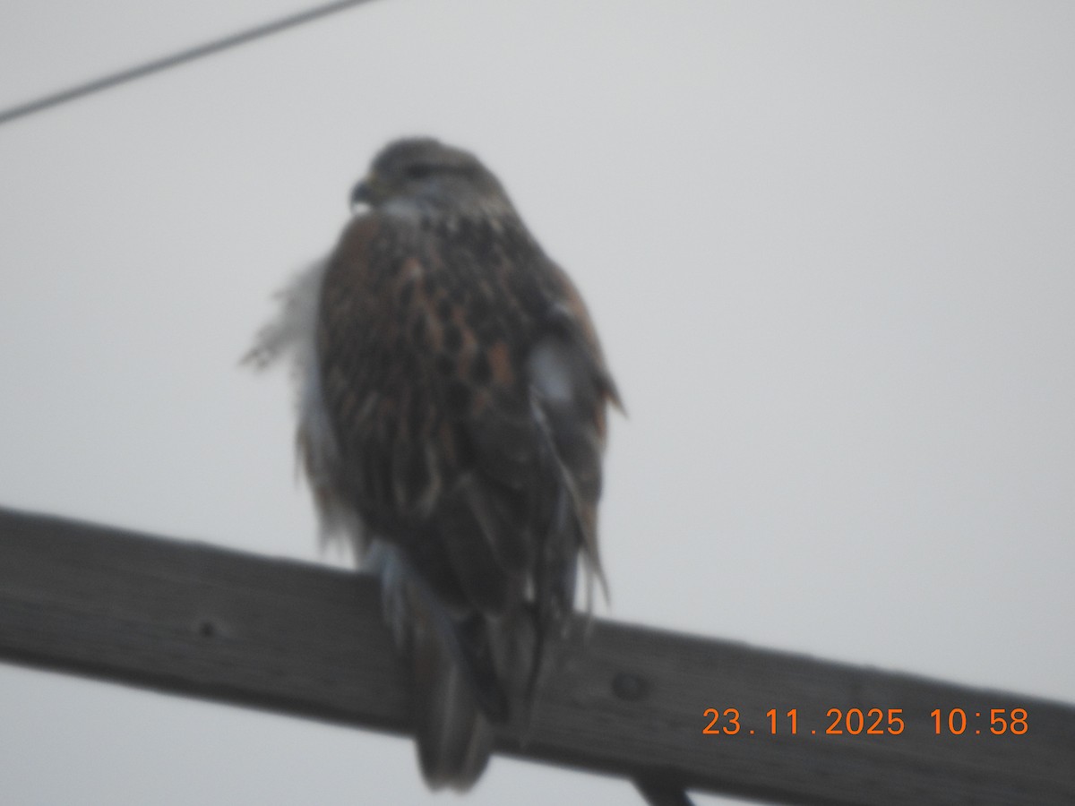 Ferruginous Hawk - ML645738295