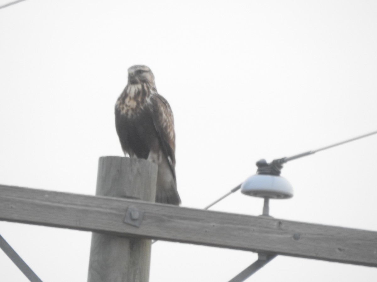 Rough-legged Hawk - ML645738301