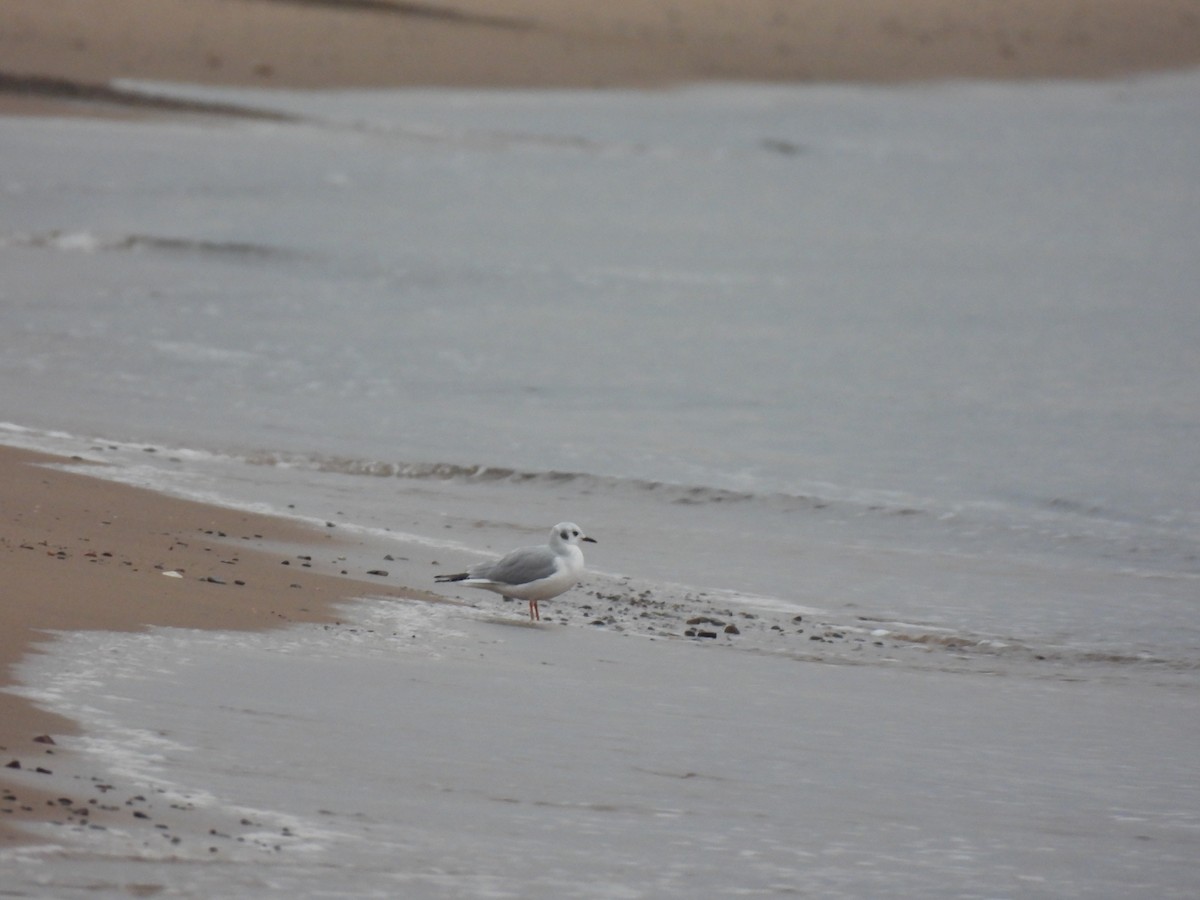 Bonaparte's Gull - ML645738315
