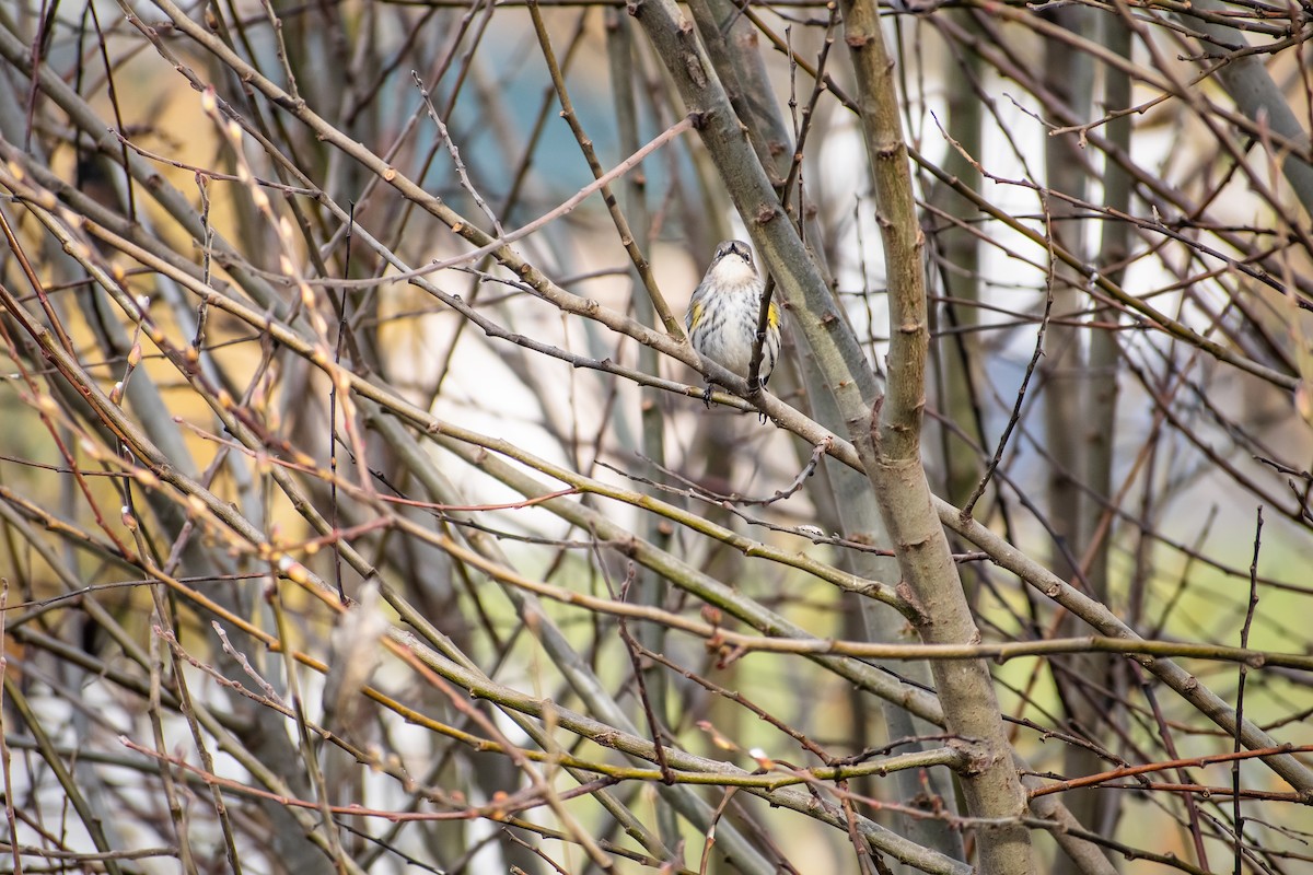 Yellow-rumped Warbler - ML645738316