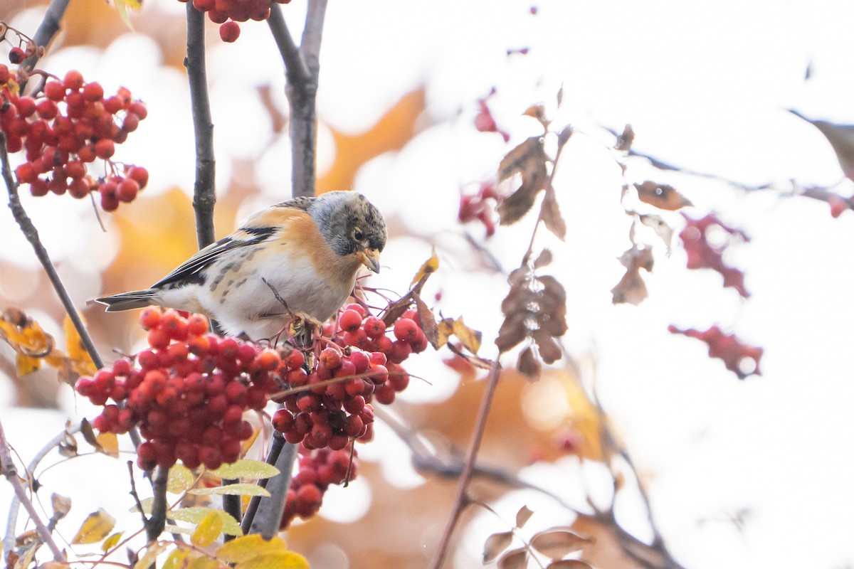 Brambling - ML645738332