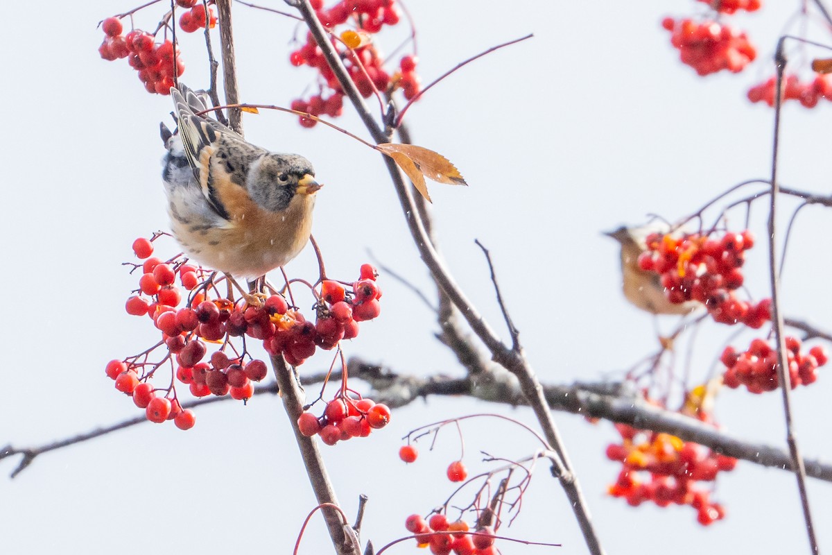 Brambling - ML645738333