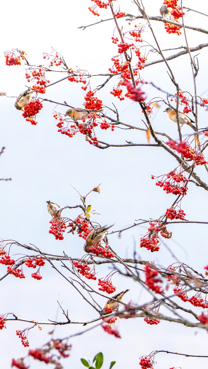 Brambling - ML645738334