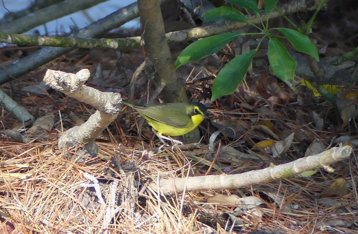 Kentucky Warbler - ML645738340