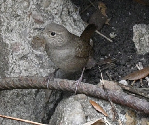 Northern House Wren - ML645738367