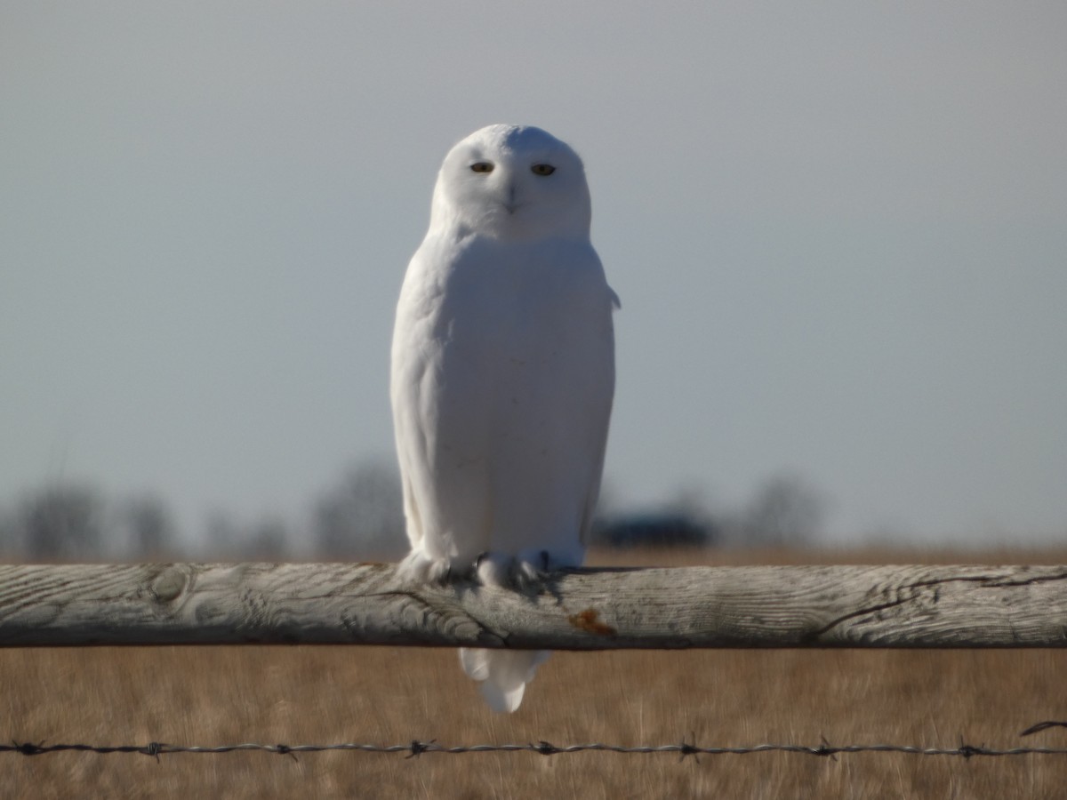 Snowy Owl - ML645738369