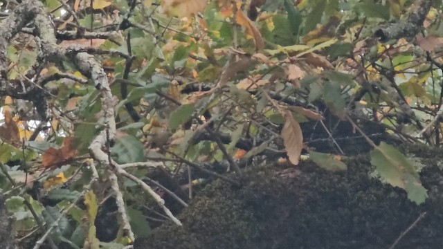 Goldcrest - ML645738371