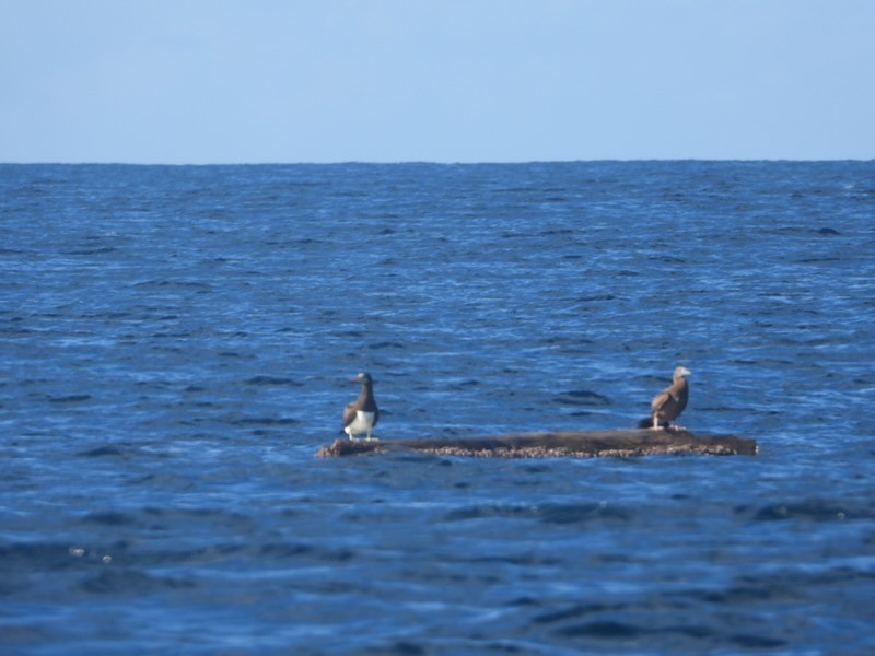 Cocos Booby - ML645738378