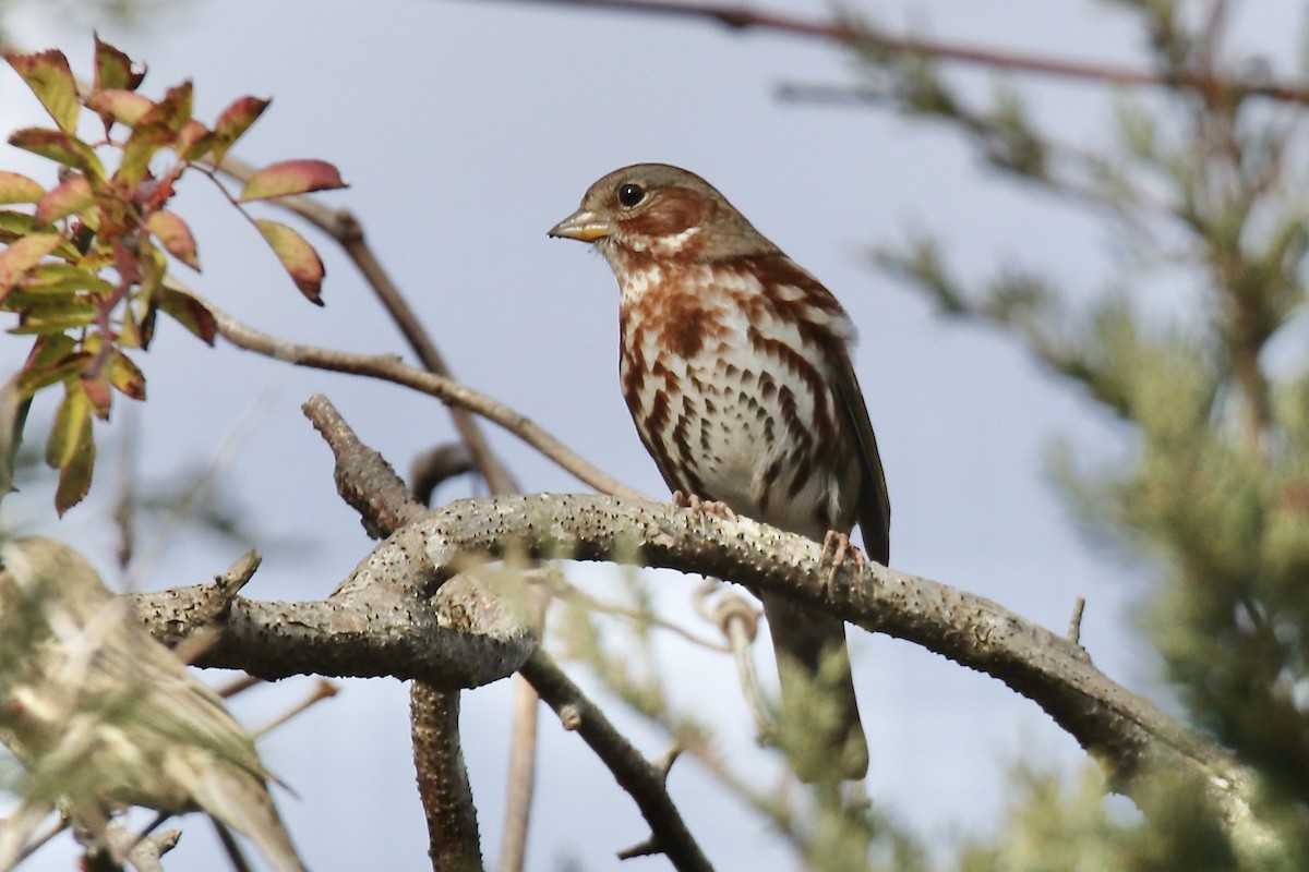 Fox Sparrow - ML645738381