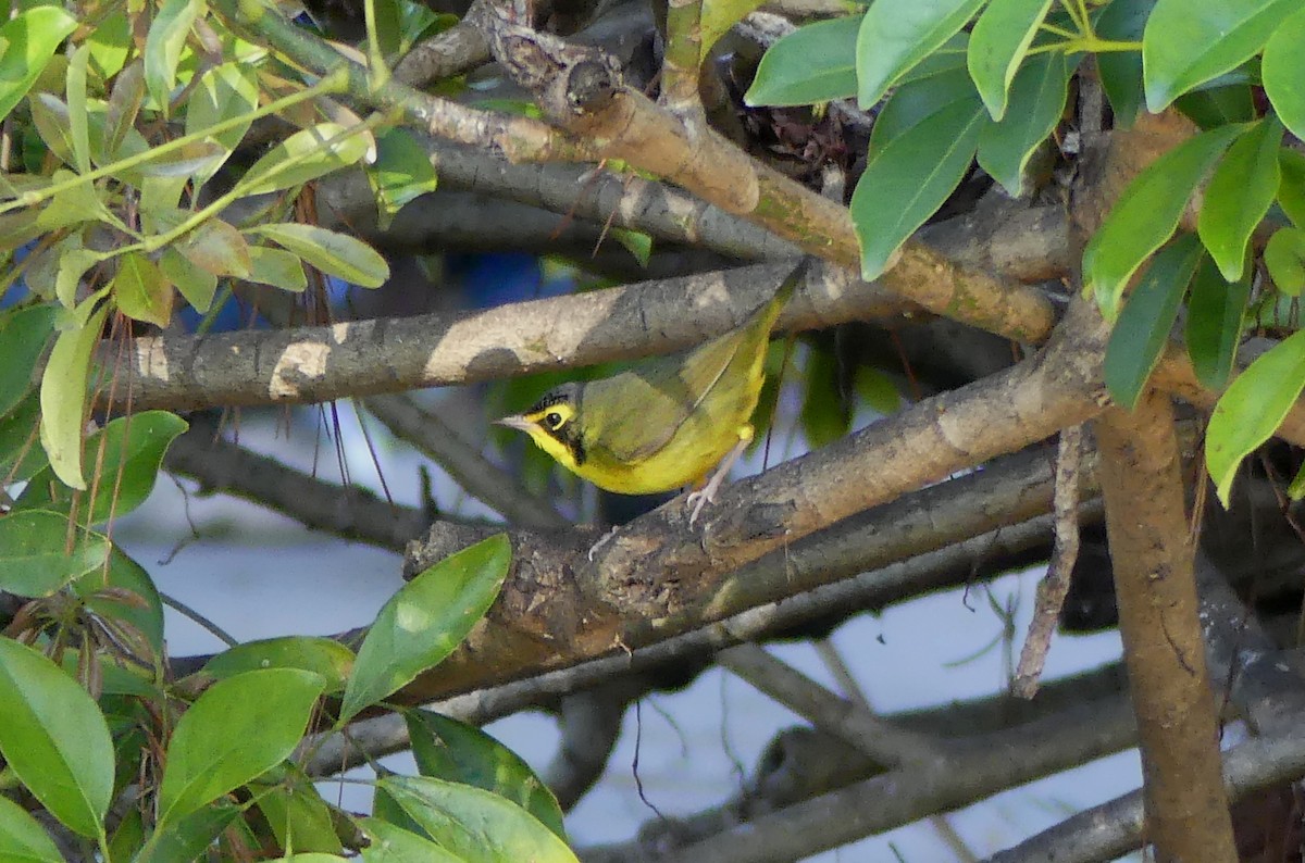 Kentucky Warbler - ML645738382