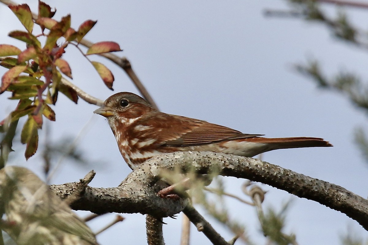 Fox Sparrow - ML645738387