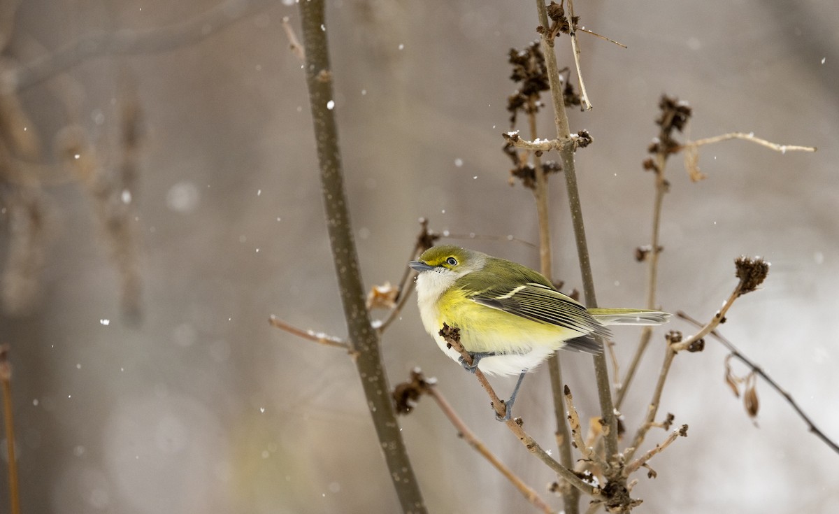 White-eyed Vireo - ML645738388
