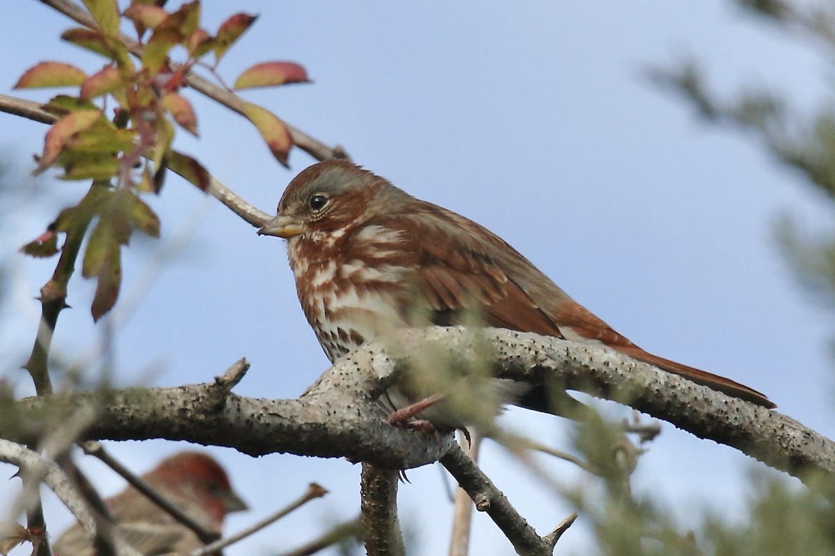 Fox Sparrow - ML645738393