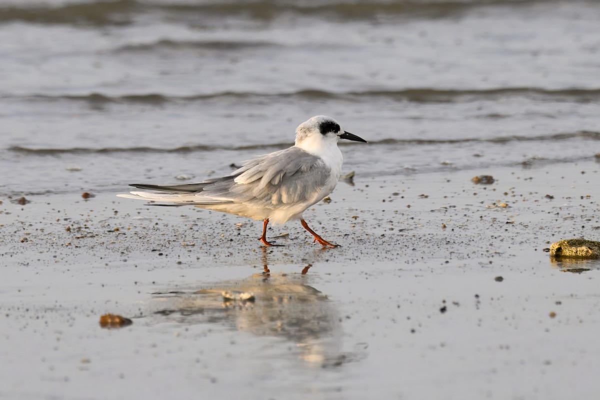 Forster's Tern - ML645738395