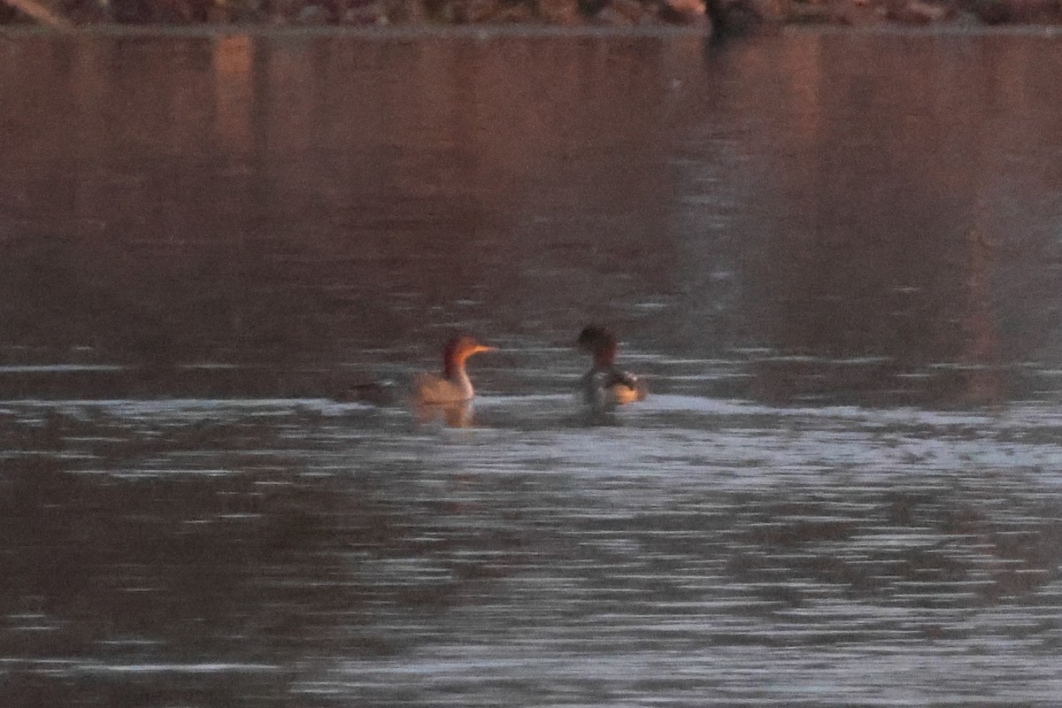 Red-breasted Merganser - ML645738409