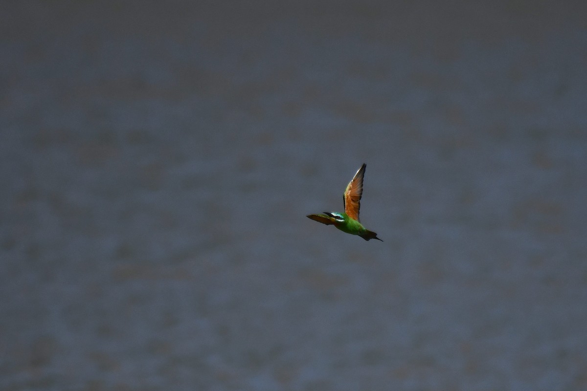 vlha modrolící - ML645738428