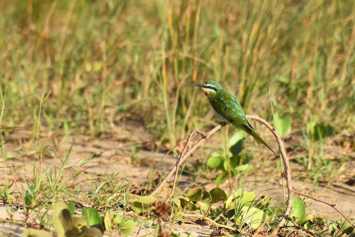 vlha modrolící - ML645738430
