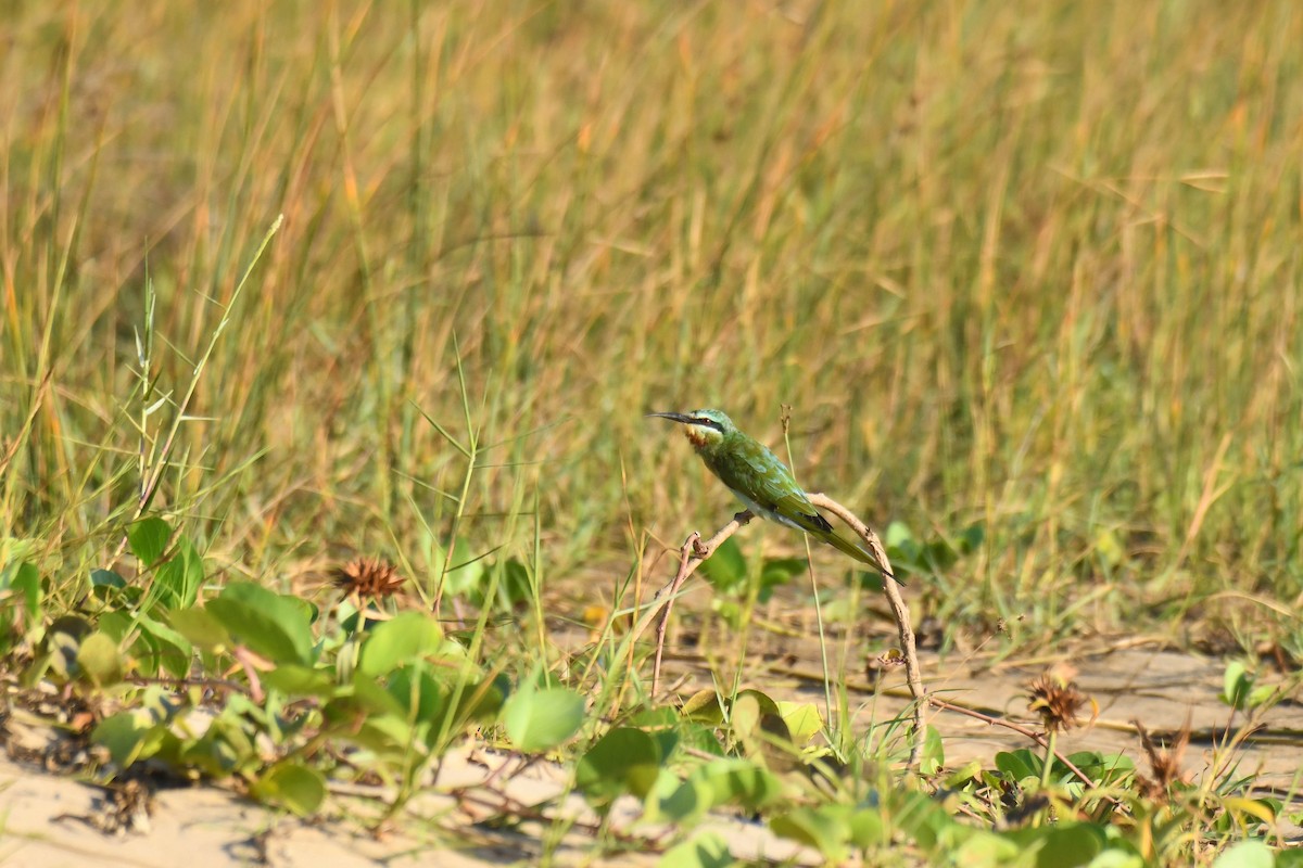 vlha modrolící - ML645738431