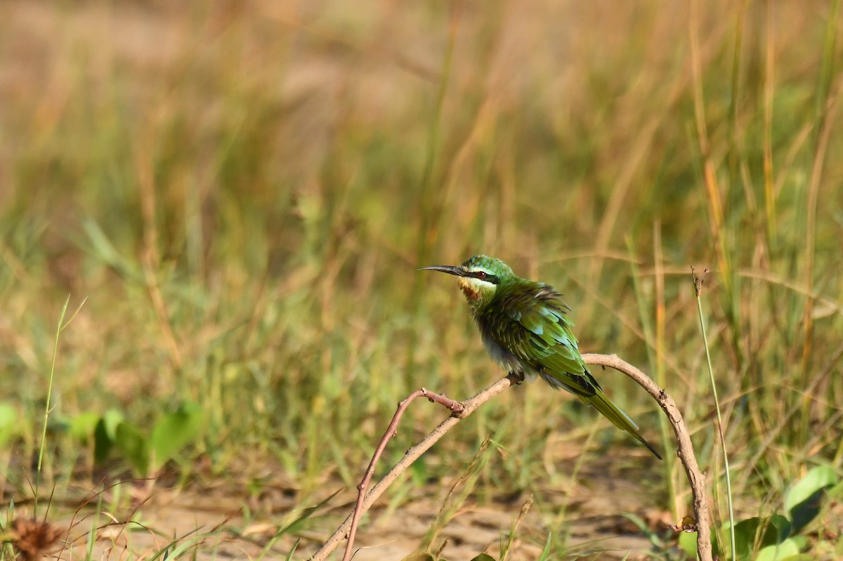 vlha modrolící - ML645738433