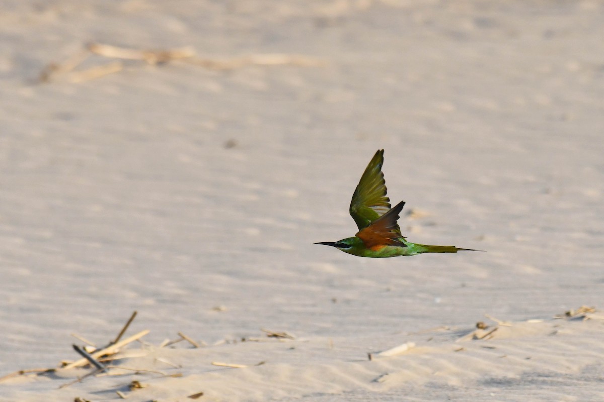 vlha modrolící - ML645738437