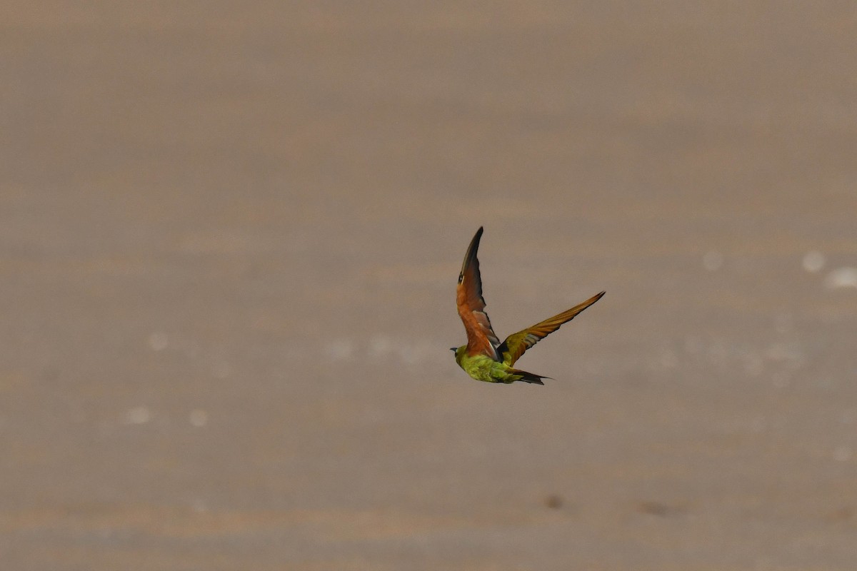 vlha modrolící - ML645738439