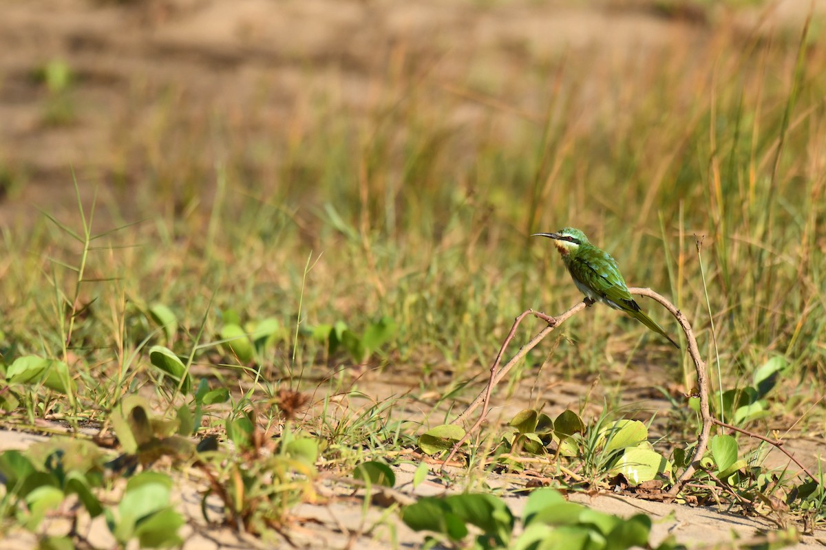 vlha modrolící - ML645738440