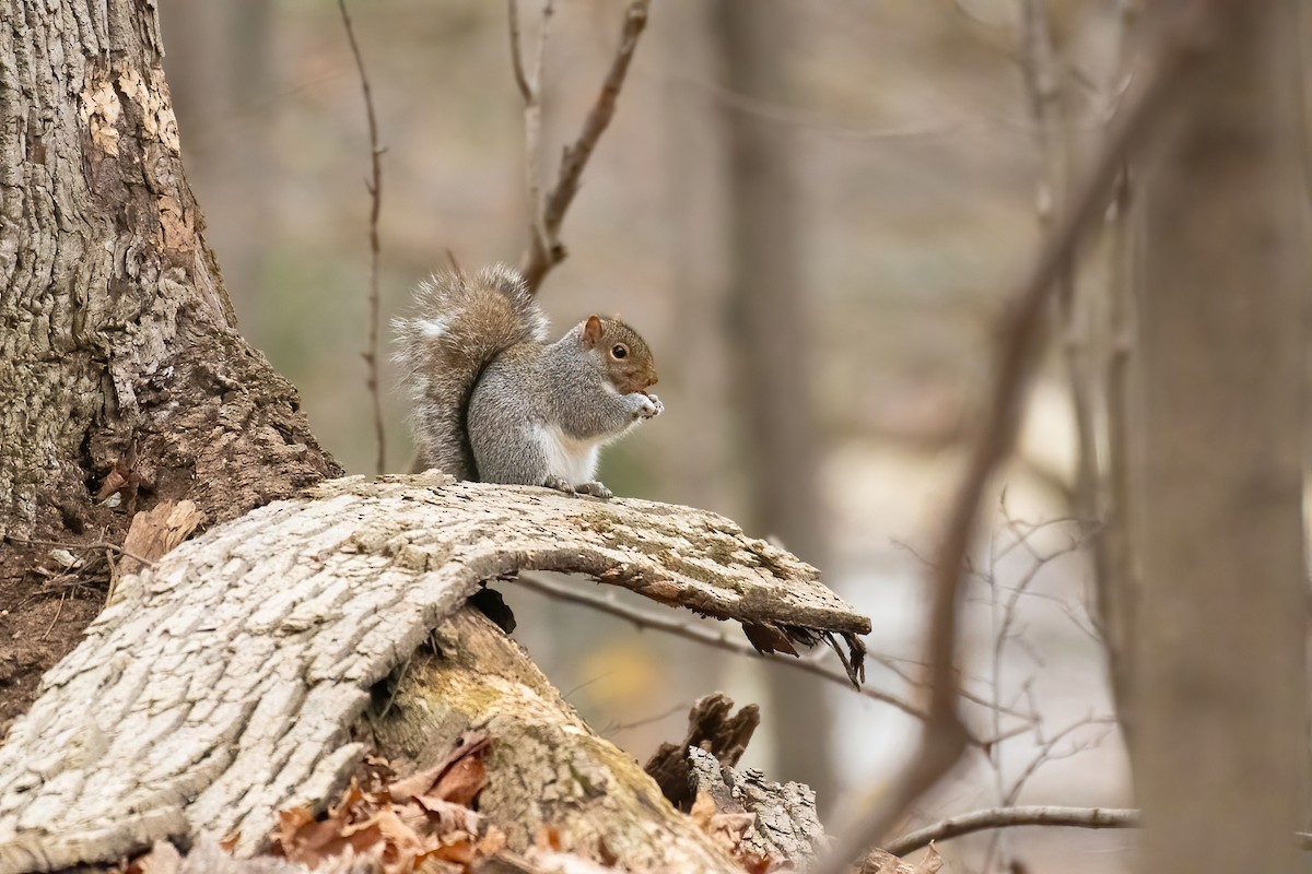 Eastern Gray Squirrel - ML645738444