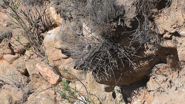 Пестроголовый эспинеро - ML645738445