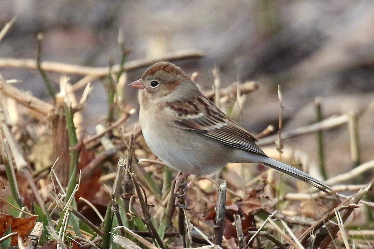 Field Sparrow - ML645738448