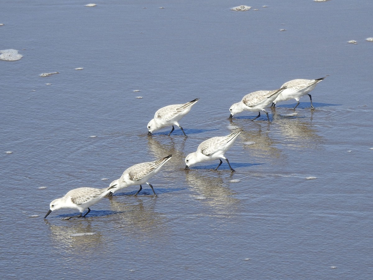 Песчанка - ML645738449