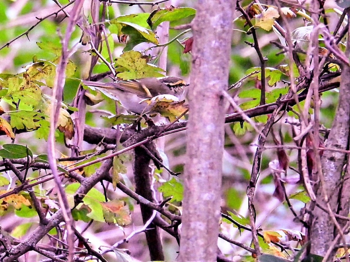 Luì di Pallas - ML645738460