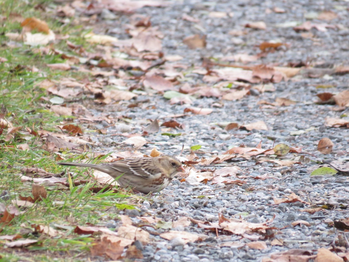 Harris's Sparrow - ML645738469