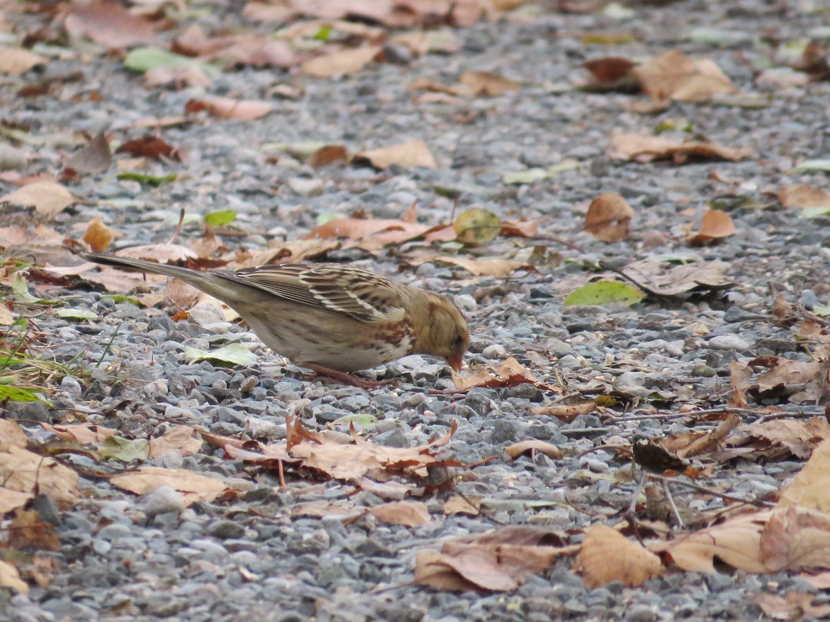 Harris's Sparrow - ML645738470