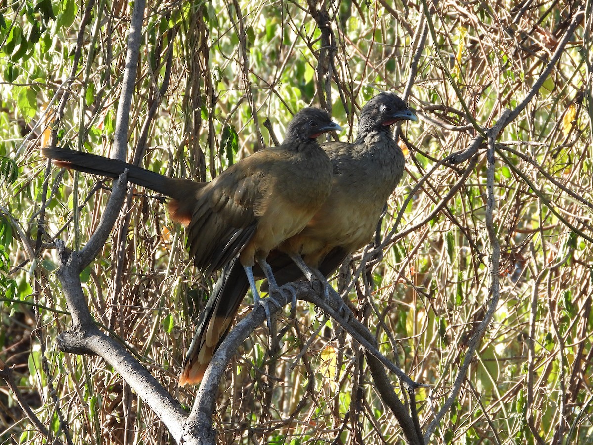 Чачалака рудогуза - ML645738473
