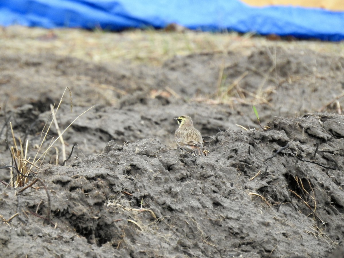 Alondra Cornuda - ML645738474