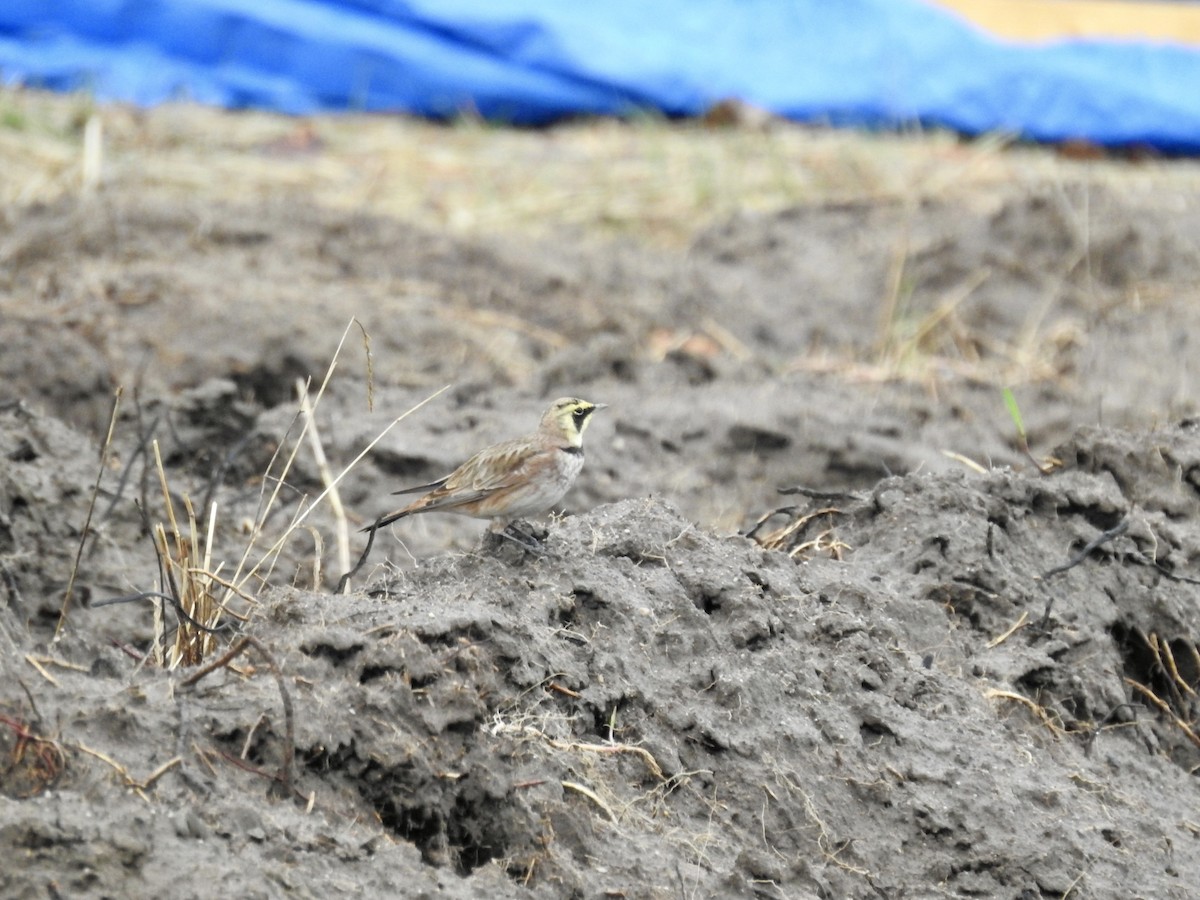 Alondra Cornuda - ML645738475