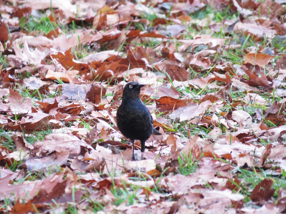 Rusty Blackbird - ML645738478