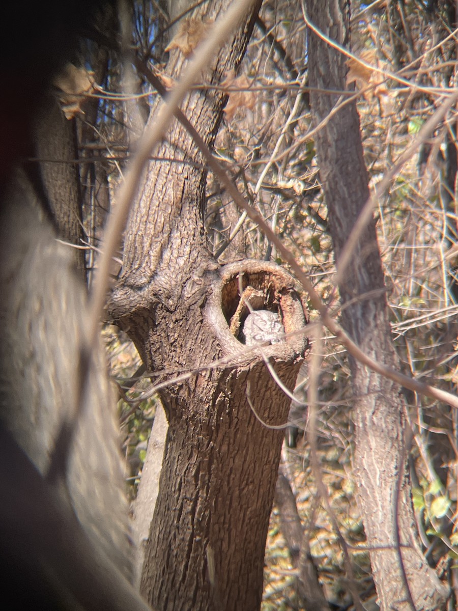 Eastern Screech-Owl - ML645738485