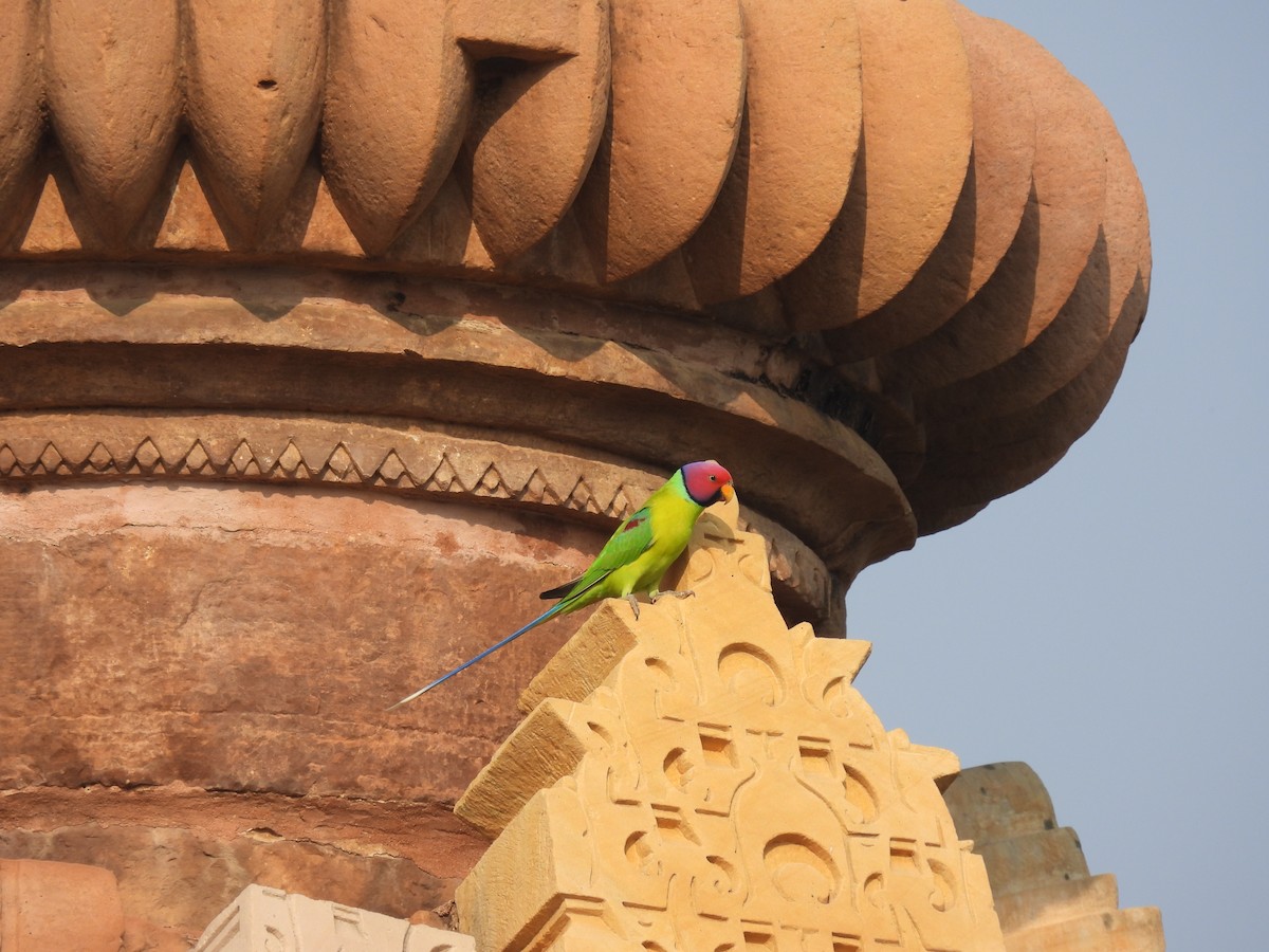 Plum-headed Parakeet - ML645738488