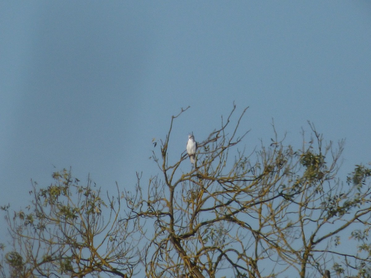 Black-winged Kite - ML645738489