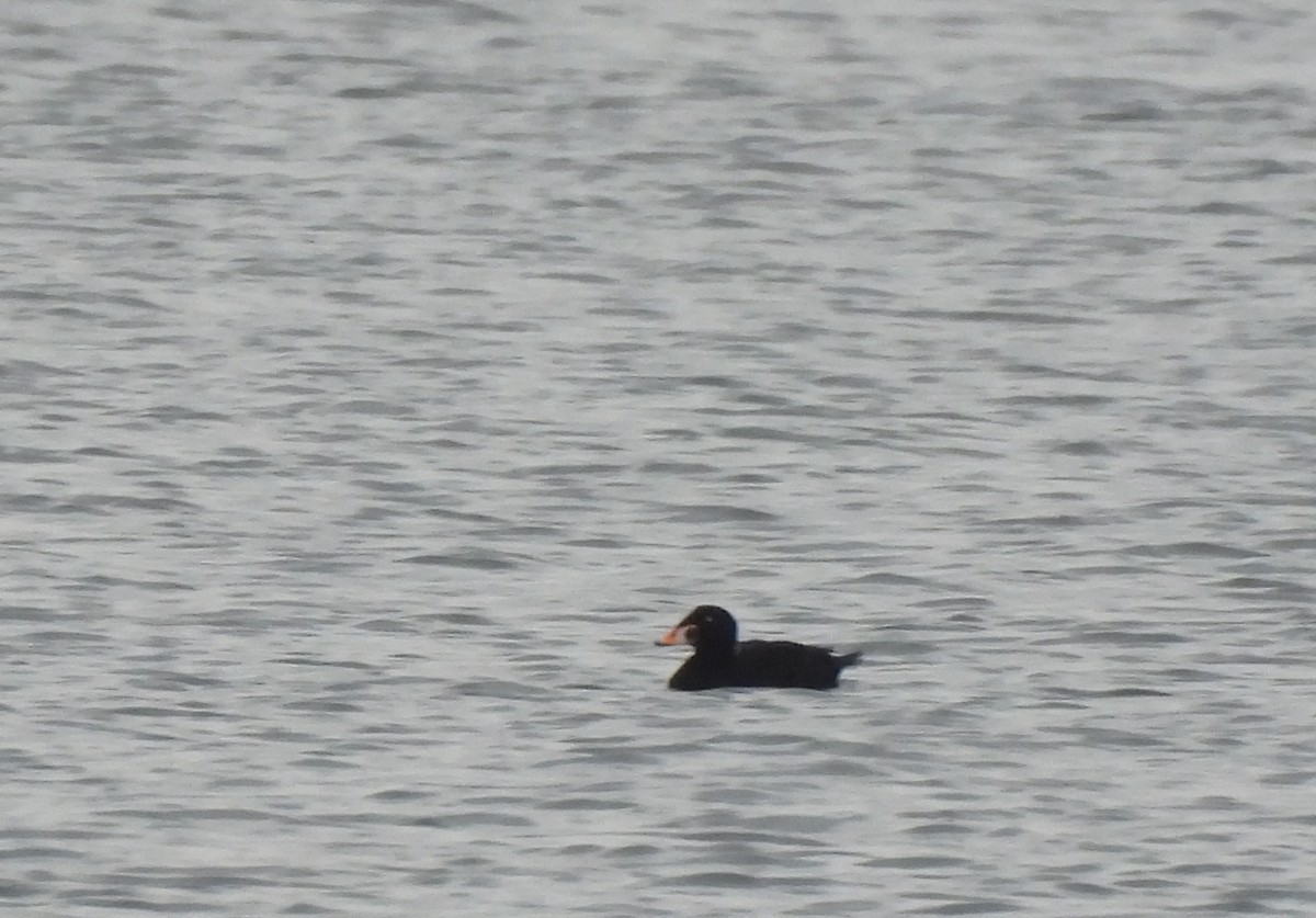 Surf Scoter - ML645738490