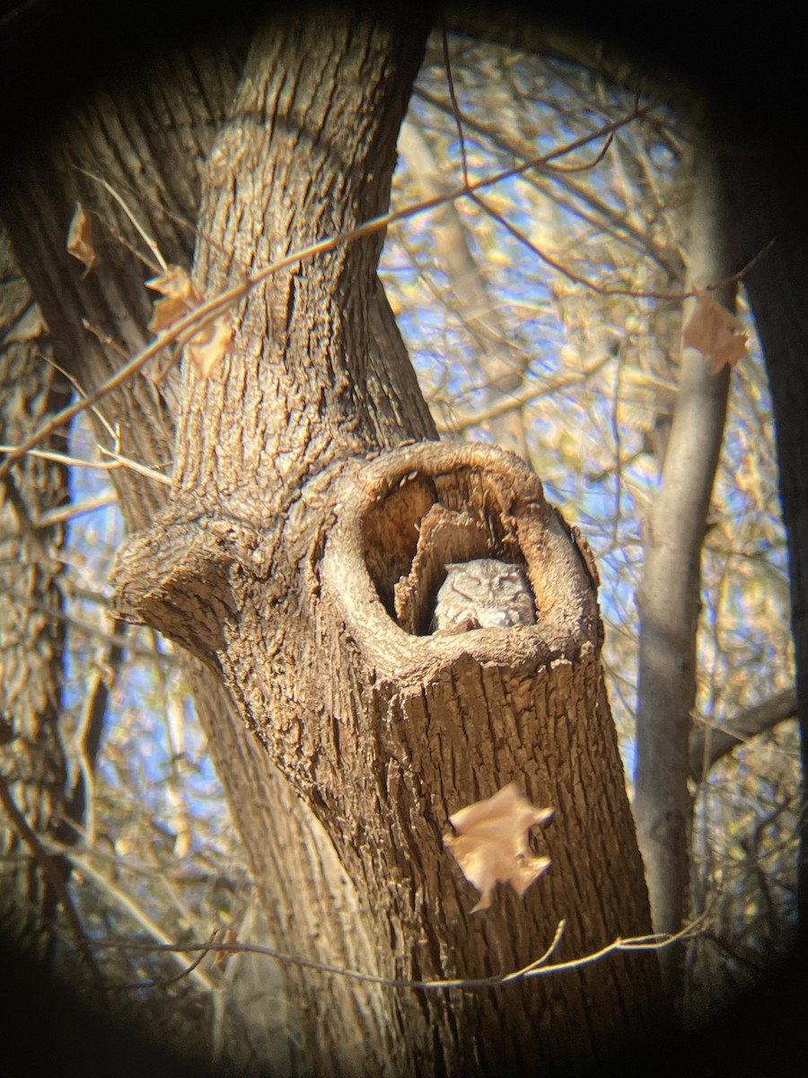 Eastern Screech-Owl - ML645738491