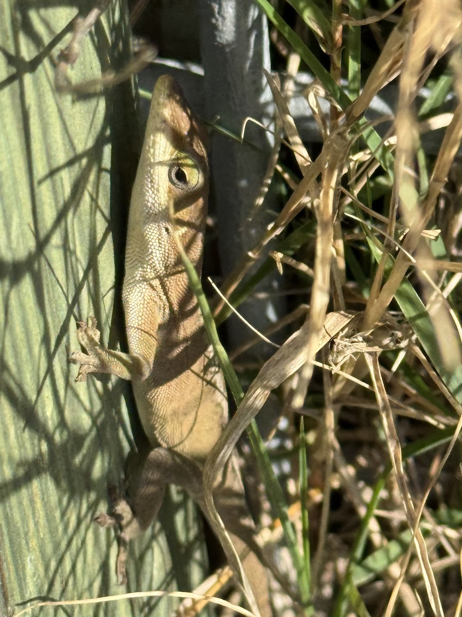 綠變色蜥 - ML645738493