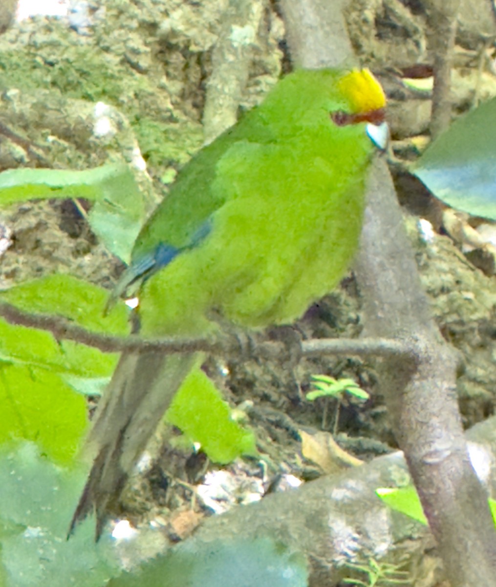 Yellow-crowned Parakeet - ML645738495