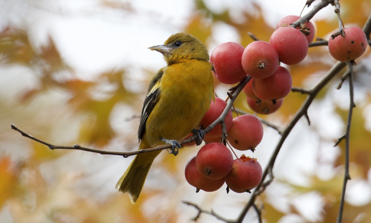 Baltimore Oriole - ML645738510