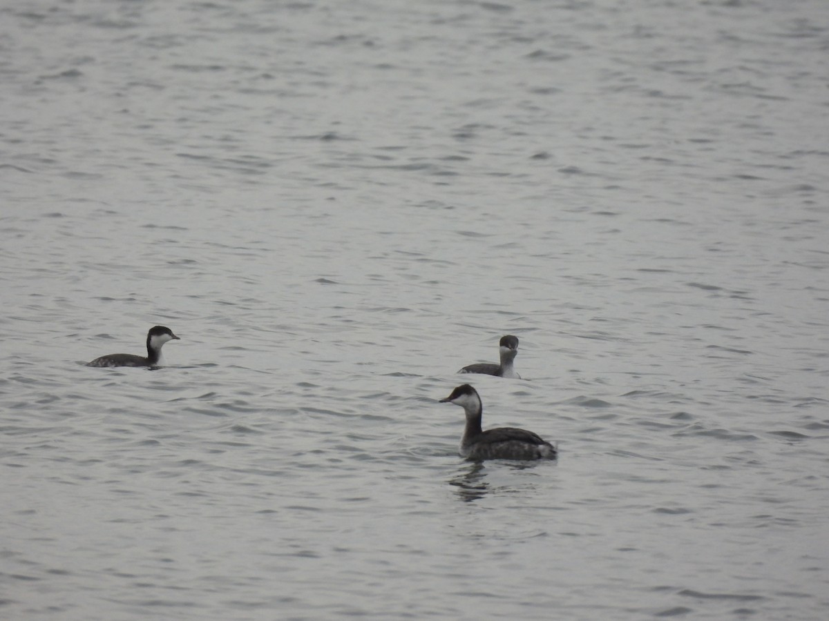 Horned Grebe - ML645738514