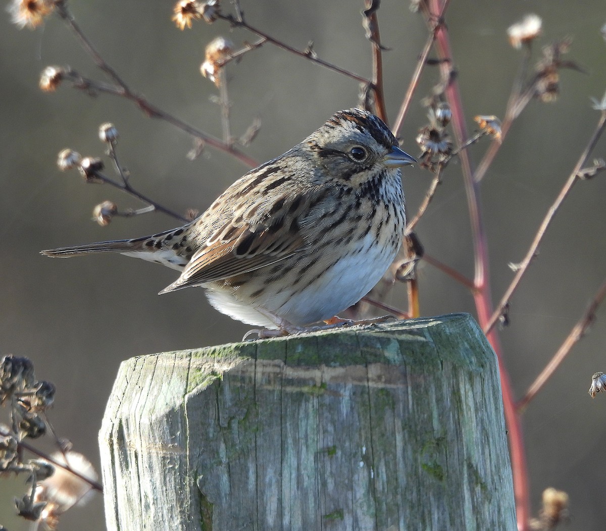 Пасовка вохриста - ML645738517