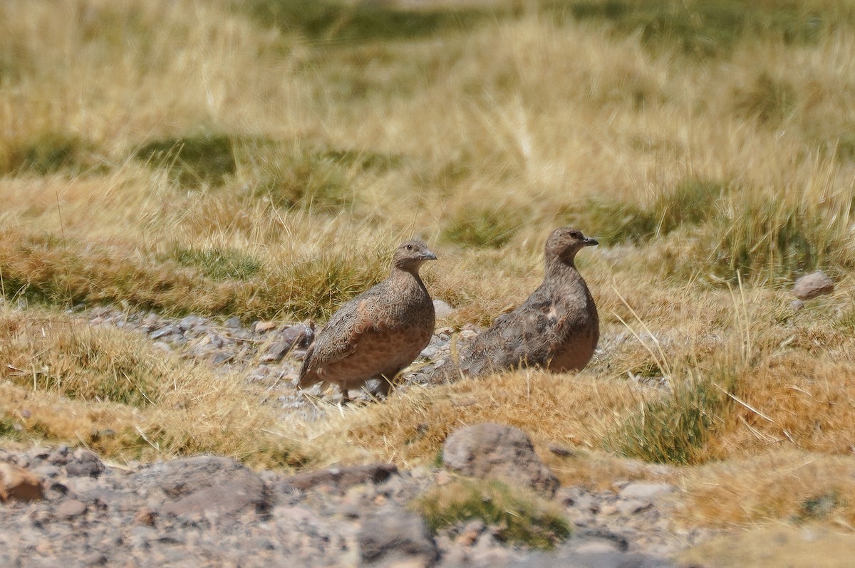 Rufous-bellied Seedsnipe - ML645738525